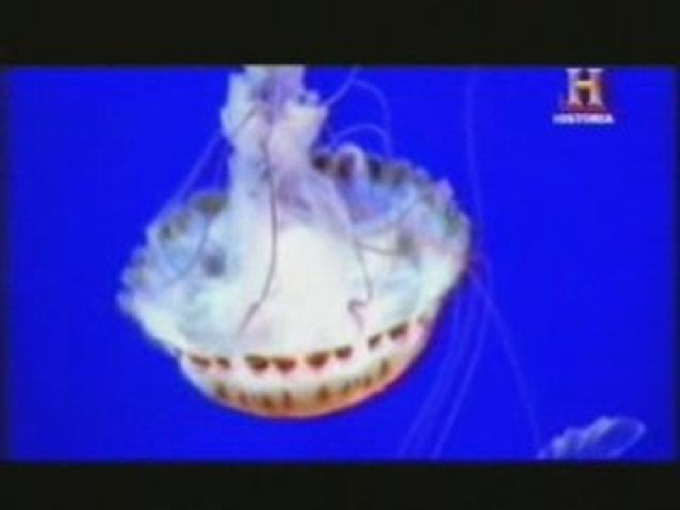 Origenes de la vision: Medusas