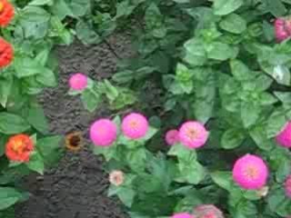 Fleurs 17 septembre 2006