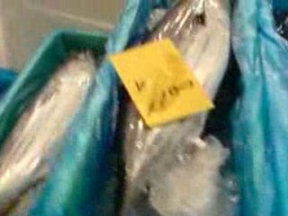 Balade dans un drole de truc marché du poisson 3