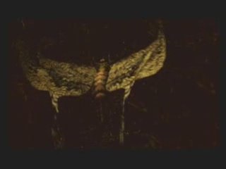 M10 Noctpteran Intro