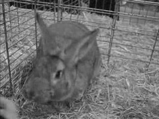 La toilette du lapin