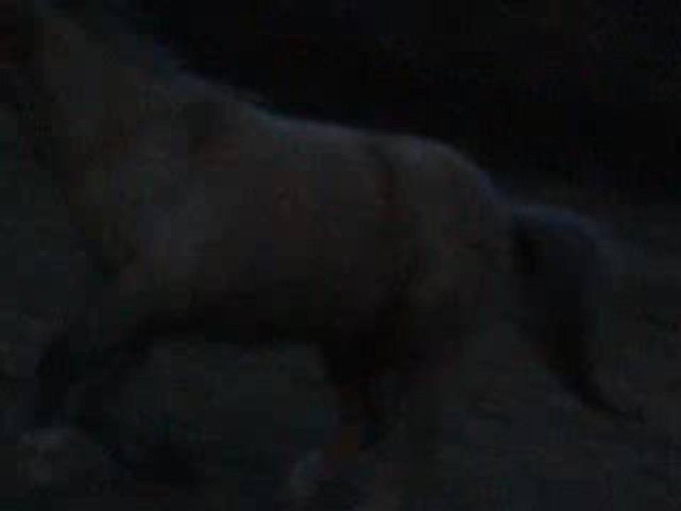 Video 4