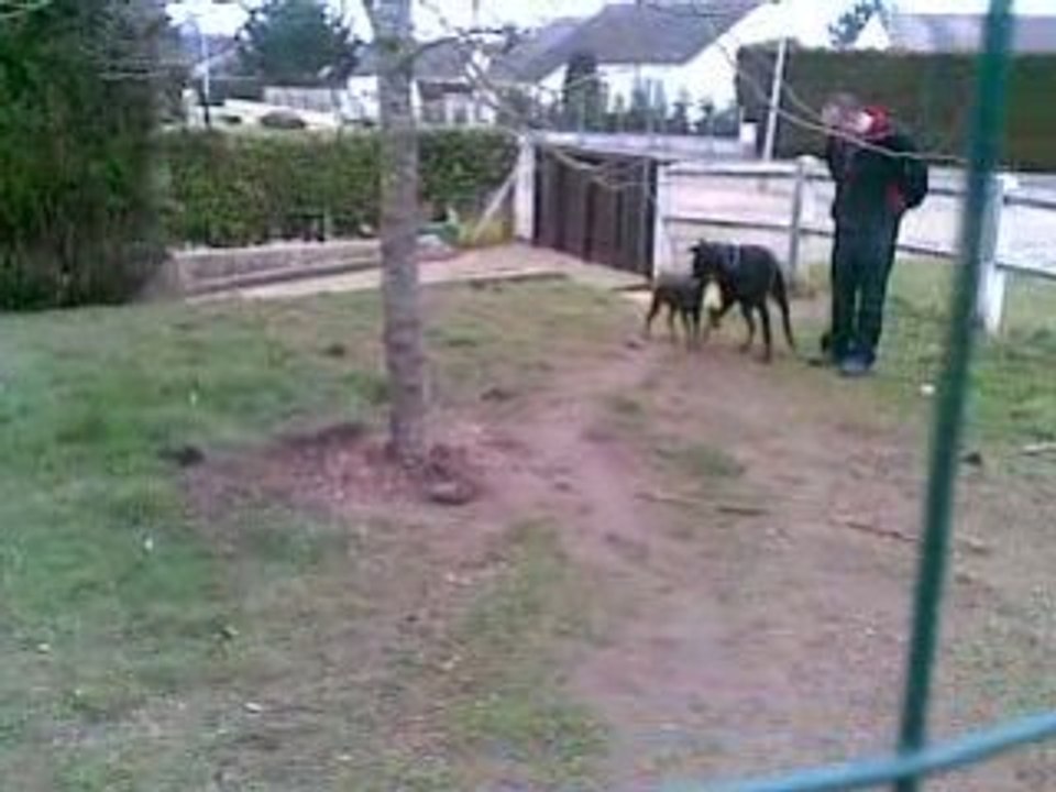 Entrainement mordant