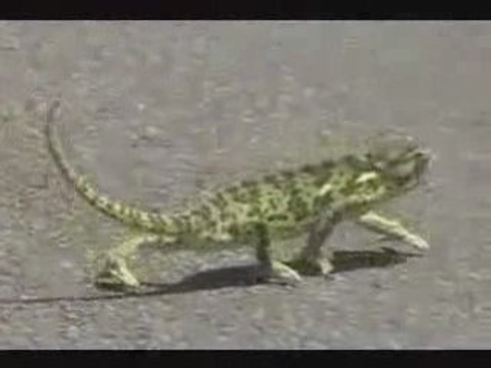 Kameleon qui dance le rap