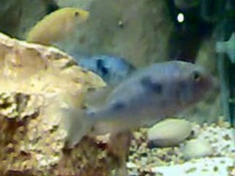 Ciklet Sarı prenses Yunus