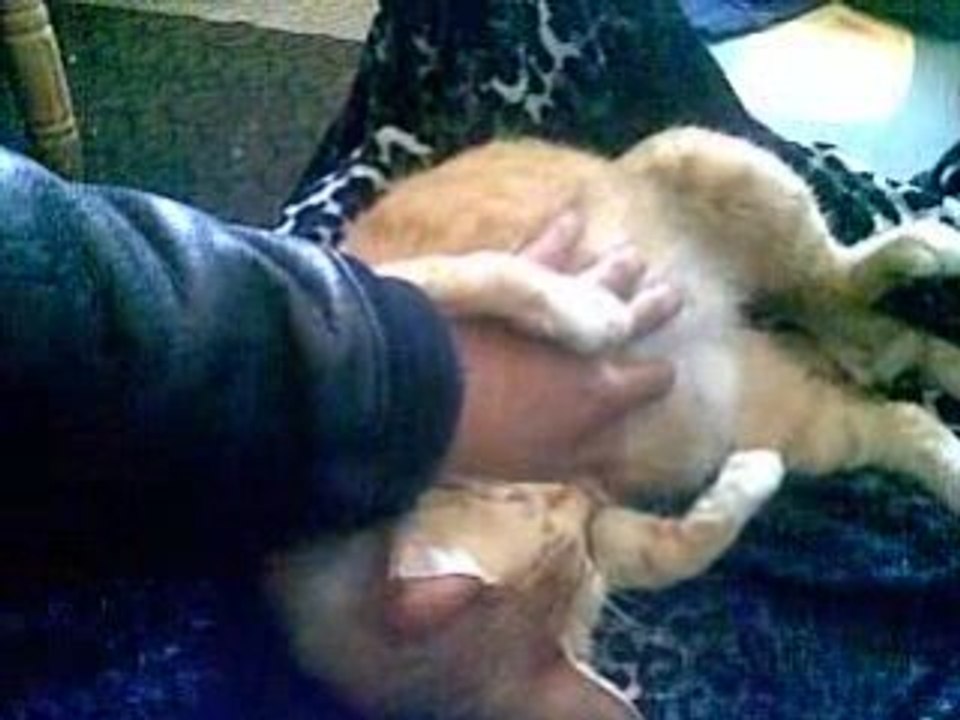 Accouchement de ma chatte