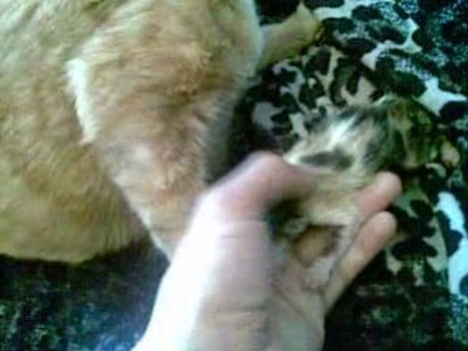 Pussy cat