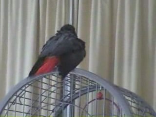 Gris du Gabon après la douche