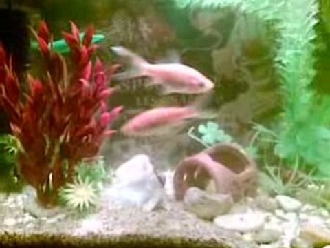 Petits poissons magicien dréssage clown cassou