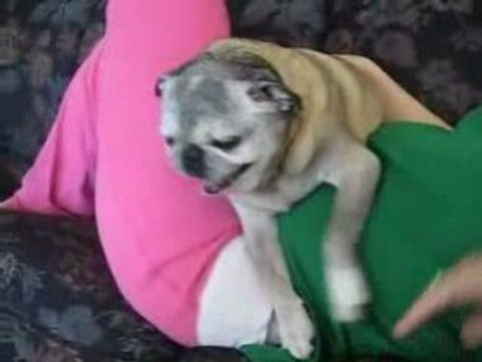 INCROYABLE CHIEN FORMULE UN