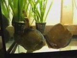 wild discus 3