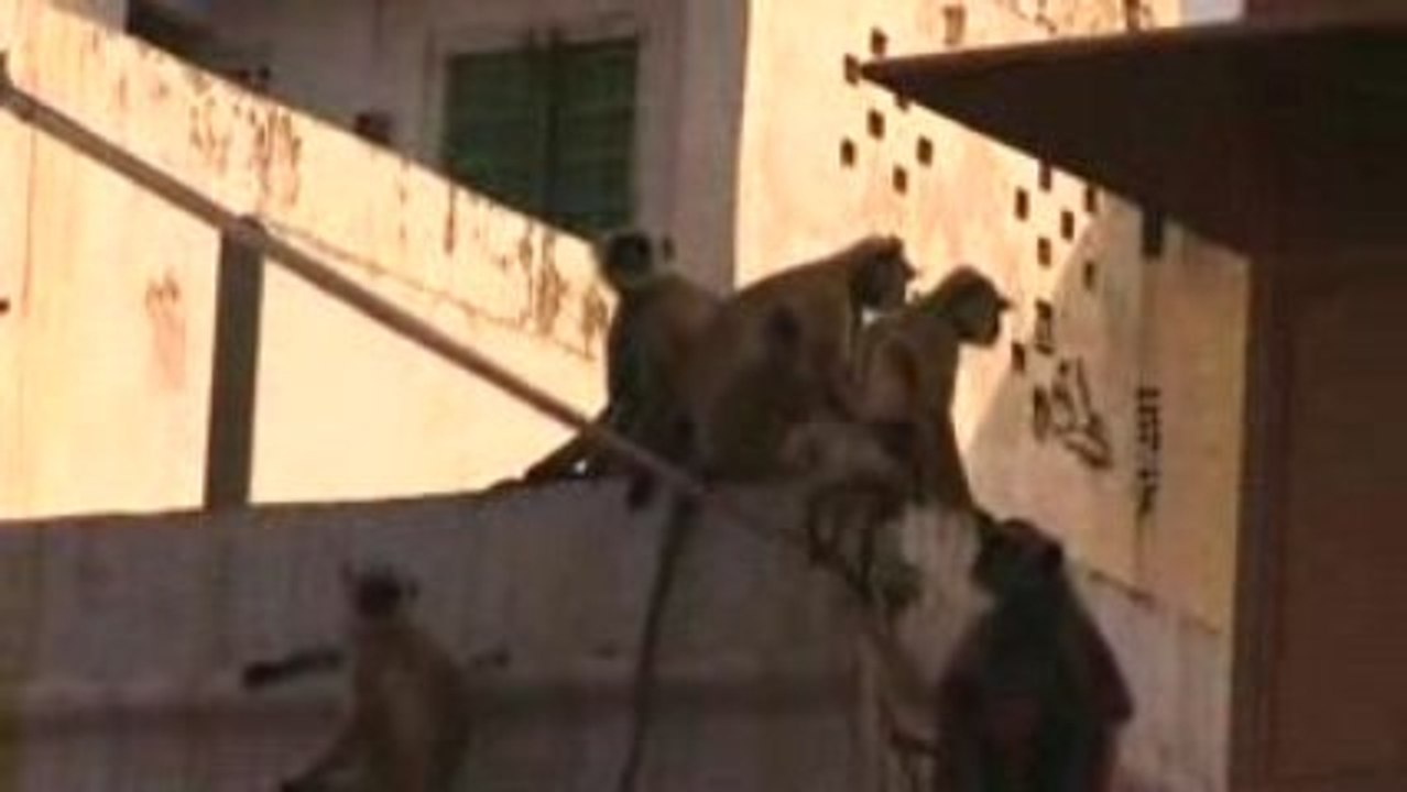 Singes et carottes 2