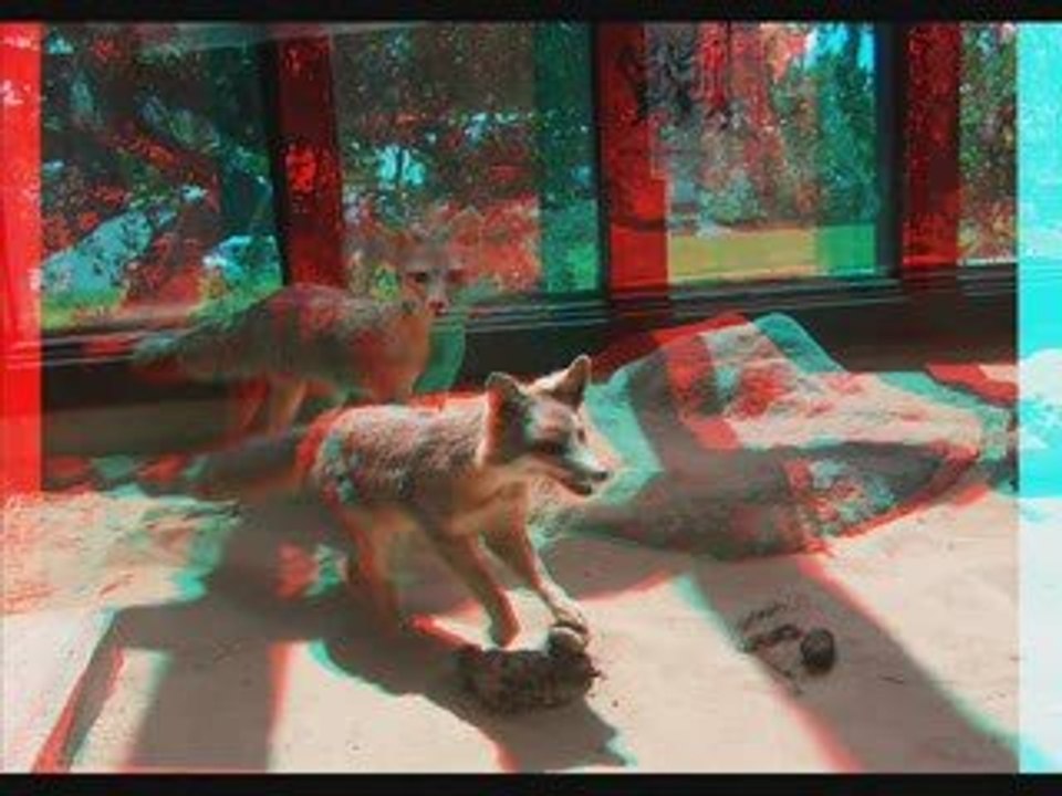 My 3D Zoo...