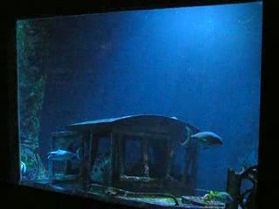 Aquarium Saint Gilles les Bains Réunion