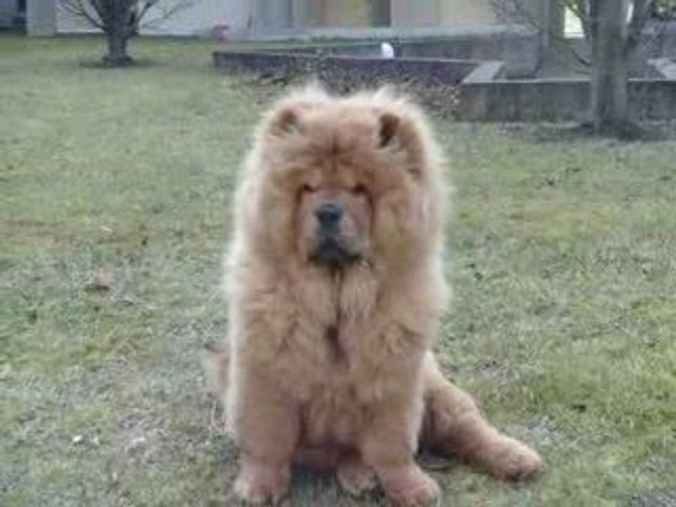 douchka le 6 mars 2009