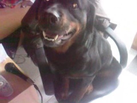 ma chienne un vrai chien de cirque