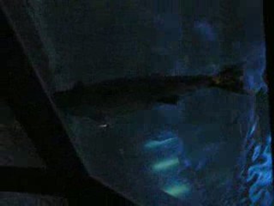 Aquarium Saint Gilles les Bains Réunion