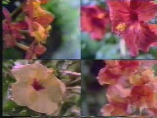 CBS '87 ID / Sunken Gardens St. Petersburg