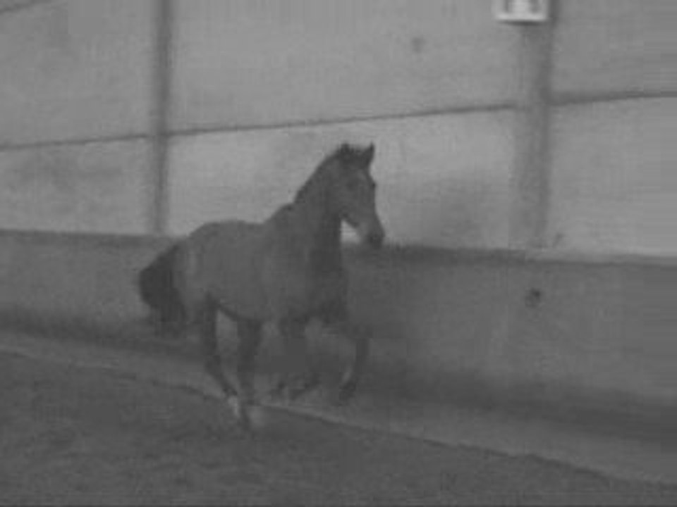Le Ribibik a amélie