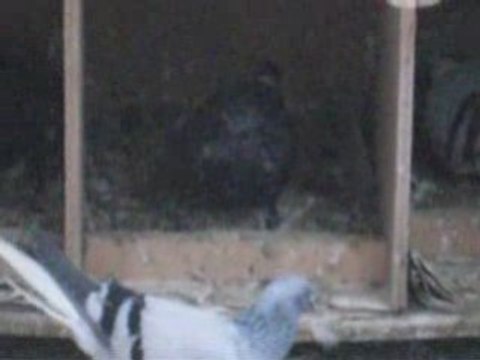 Fehmi ateş/şanlıurfa/buhara yavru bakışı