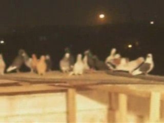 Fehmi ateş/şanlıurfa/akşam uçuşu www.guvercinurfa.com