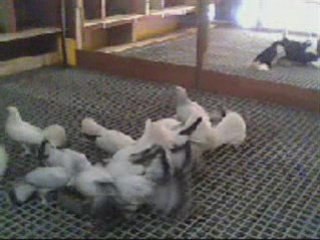 Abdullah DİKİCİGİL Selçuklu güvercini www.guvercinurfa.com