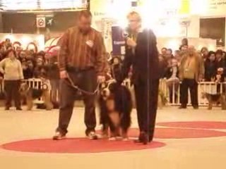 Bouvier Bernois Salon de l'Agriculture 220209