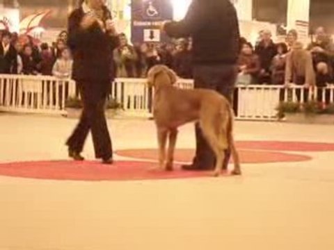 Braque de Weimar poils longs Salon de l'Agriculture 220209