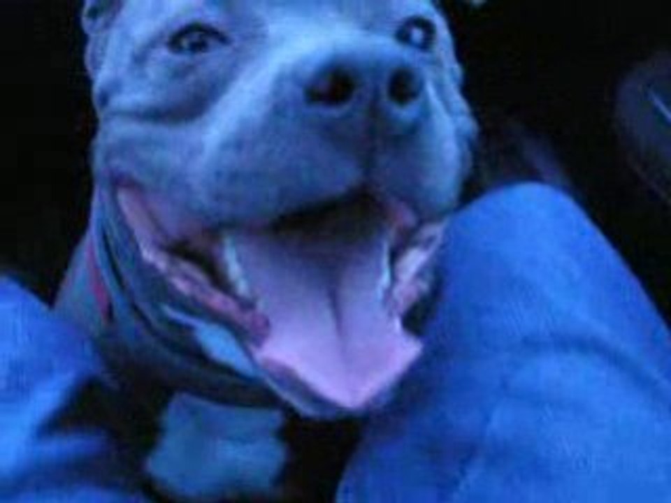 amstaff capone retour a la campagne