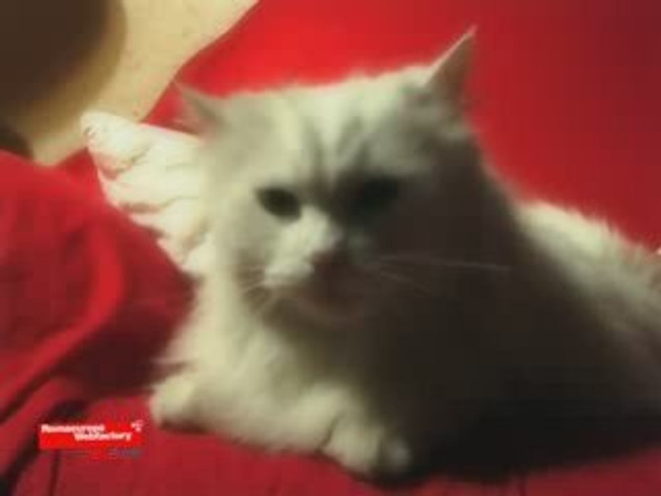 Gatti telepatici