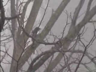 L'OISEAU QUI VOLE DES TERRE  01   74   61   07    18