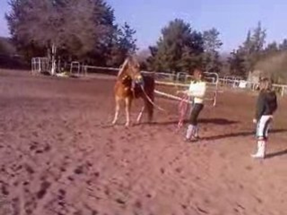 poulain tounant a la longe