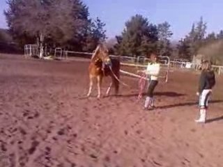 poulain tounant a la longe