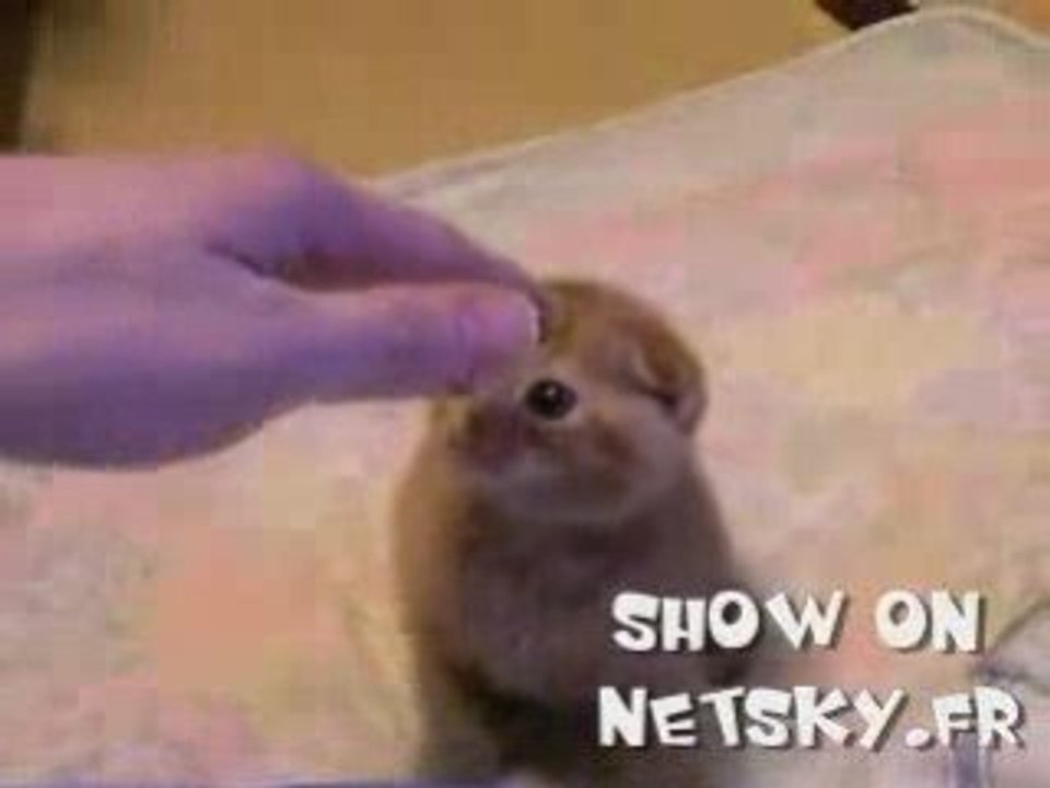 Le chat botte de shrek existe 2