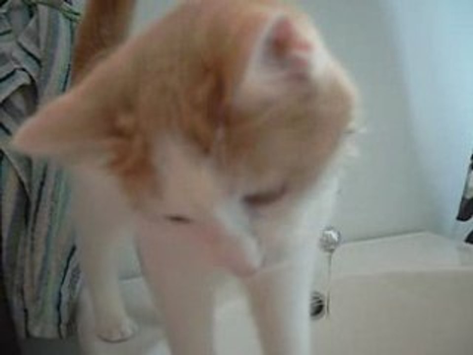 Liten katt är blöt