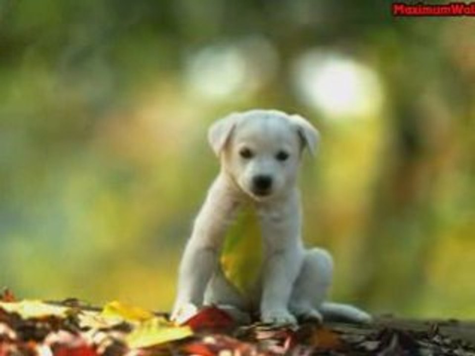 chien
