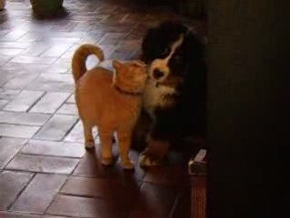Chiots Bouvier Bernois et chat