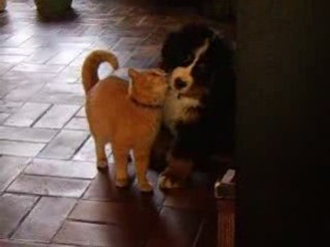 Chiots Bouvier Bernois et chat