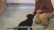Shaping a Motivational Trained Retrieve - Labrador Puppy