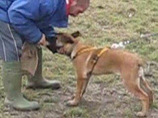 demon du dragon rouge de jupiter à 3 mois 1/2 environ