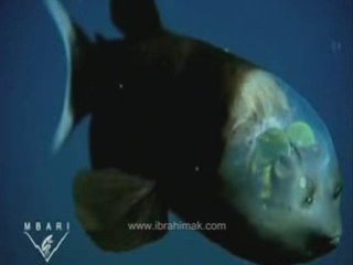 Barreleye Fish - www.ibrahimak.com Transparan Balık