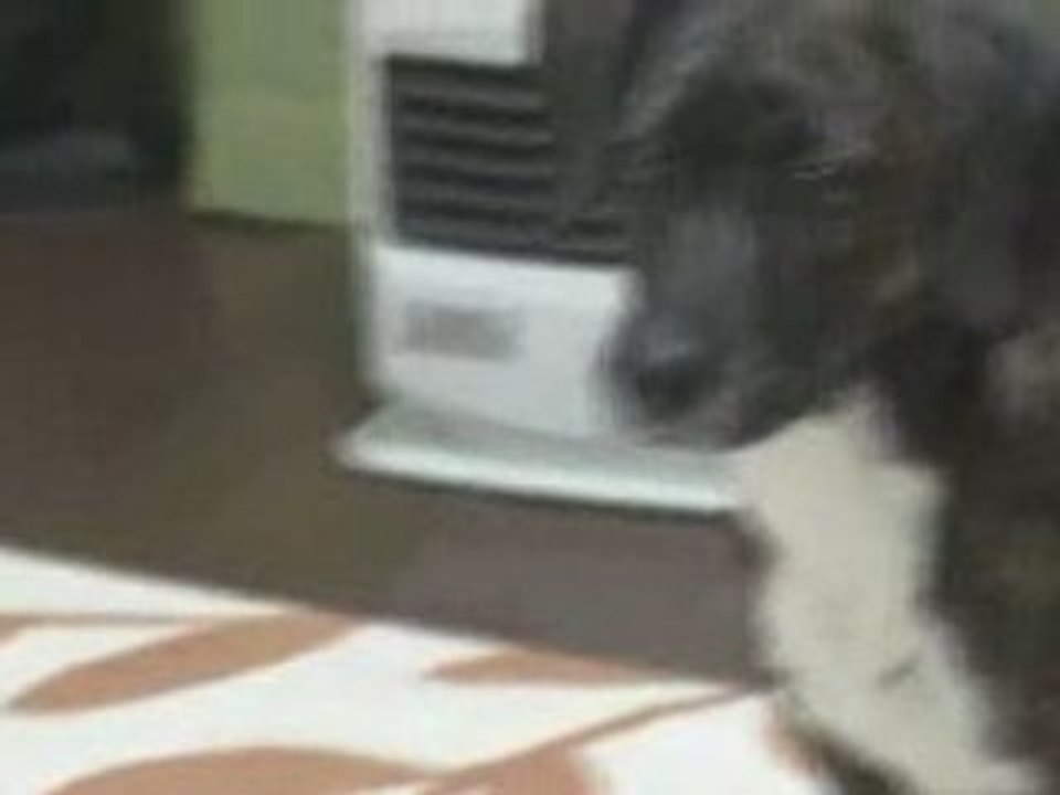 ポネ　ぺろん2