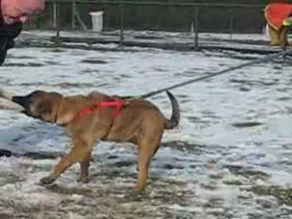 DAUPHINE DU DRAGON ROUGE DE JUPITER