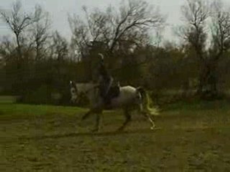 Natif au galop