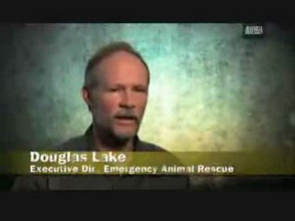 Anaconda attaque un chien