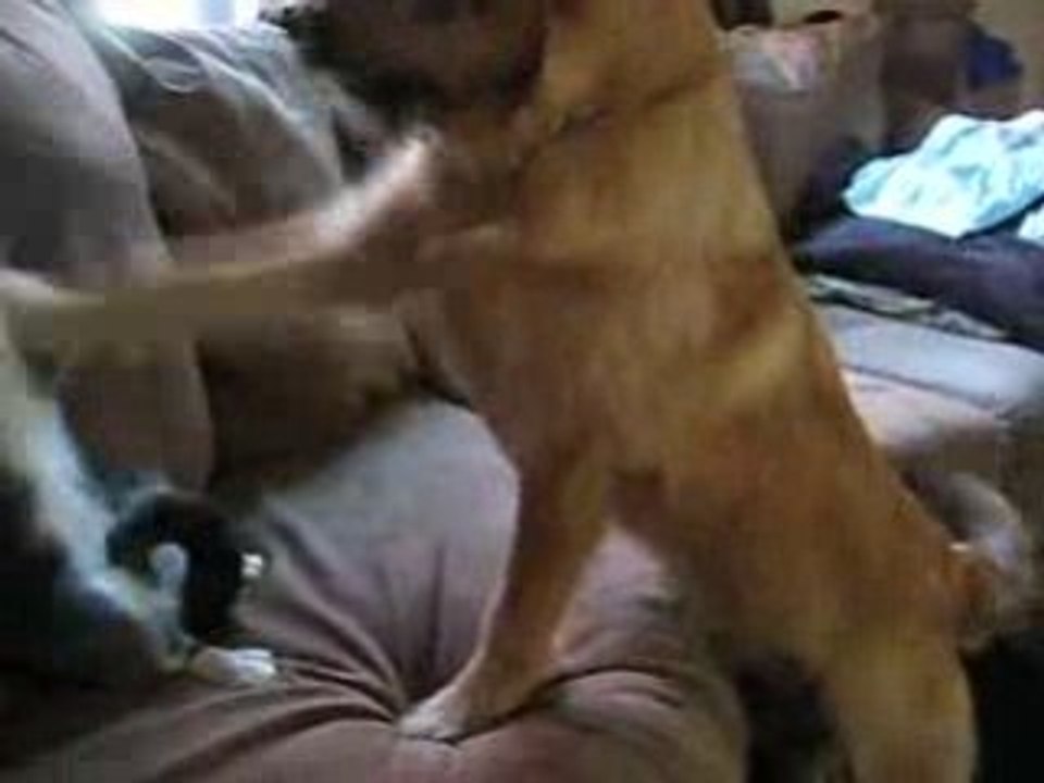 Match de boxe entre un chien et un chat