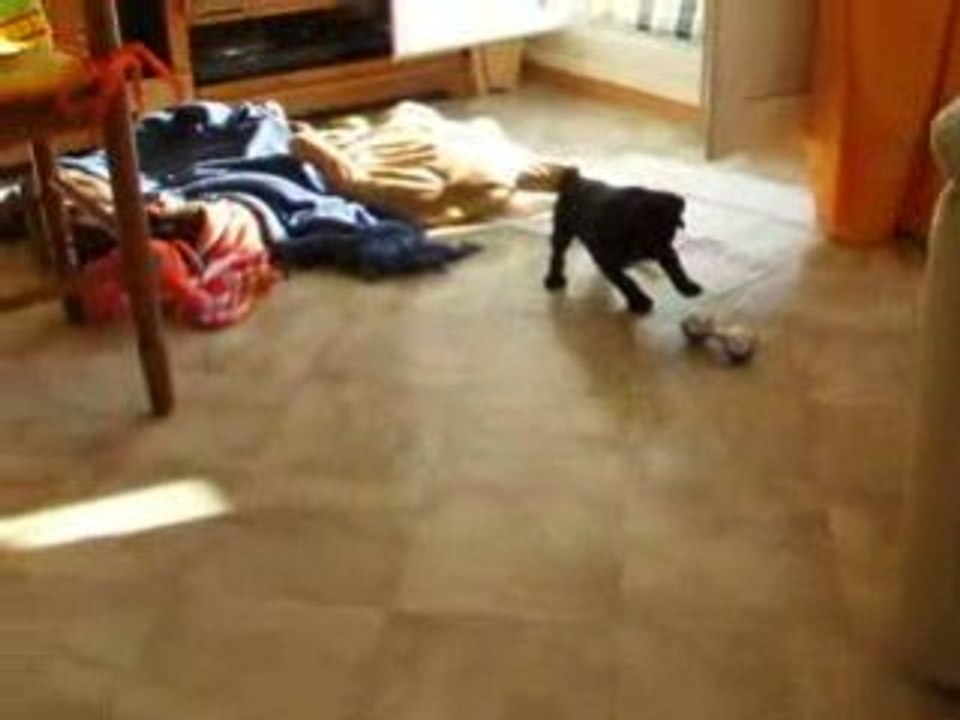 doug carlin  et son hochet