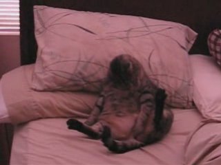 Le chat qui aimait se masturber