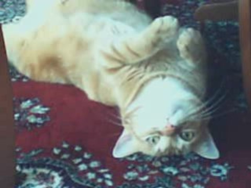 MoN ChAt TrOp ChOu