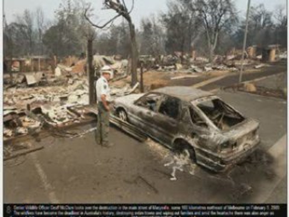 Australia Victorian Bushfires And  Koala Sam - True Blue